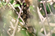 359 Common Grasshopper Warbler