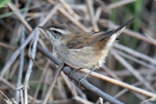 363 Eastern Moustached Warbler