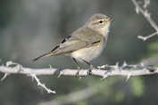 368 Common Chiffchaff