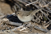 370 Common Chiffchaff