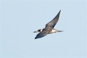 374 Black Tern