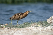 375 Common Eurasian Bittern