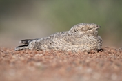 377 Egyptian Nightjar