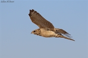382 Egyptian Nightjar