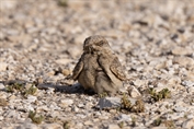 383 Egyptian Nightjar