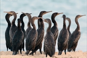 386 Socotra Cormorant