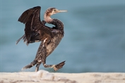 387 Socotra Cormorant