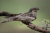 391 European Nightjar
