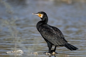 392 Great Cormorant