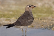 397 Collared Pratincole
