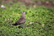 400 Collared Pratincole