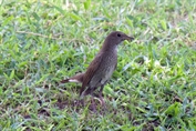 409 Thrush Nightingale