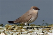 410 Small Pratincole