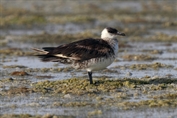 413 Arctic Skua