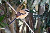 415 Western Long-tailed Shrike