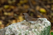 419 Thrush Nightingale
