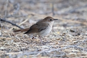 425 Common Nightingale