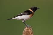 430 Byzantine Stonechat