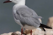 435 Slender-billed Gull
