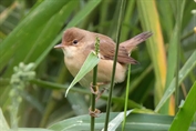 437 Eurasian Reed Warbler