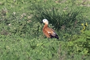 446 Ruddy Shelduck