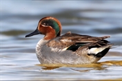447 Eurasian Teal