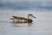 448 Eurasian Teal
