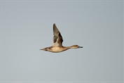 452 Garganey