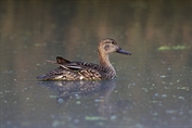 453 Eurasian Teal