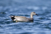 462 Gadwall