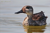 468 Eurasian Teal