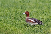 470 Eurasian Wigeon