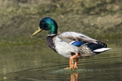 472 Holarctic Mallard