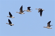 476 Eurasian Greater White-fronted Goose