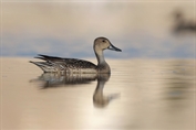477 Northern Pintail
