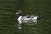 479 Northern Pintail