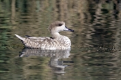 480 Marbled Duck