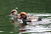 482 Red-crested Pochard