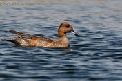 484 Eurasian Wigeon