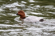 486 Common Pochard