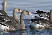 488 Eurasian Greater White-fronted Goose