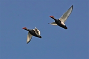 489 Red-crested Pochard