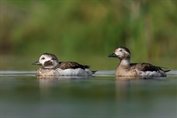 490 Long-tailed Duck