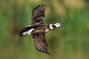 491 Long-tailed Duck