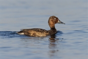 493 Ferruginous Duck