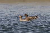 497 Tufted Duck