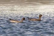 498 Tufted Duck