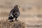 503 Steppe Eagle