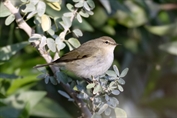 505 Common Chiffchaff