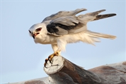 508 Eastern Black-winged Kite